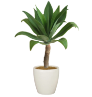 Lサイズ植物