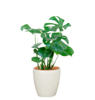 Mサイズ植物