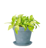 Sサイズ植物